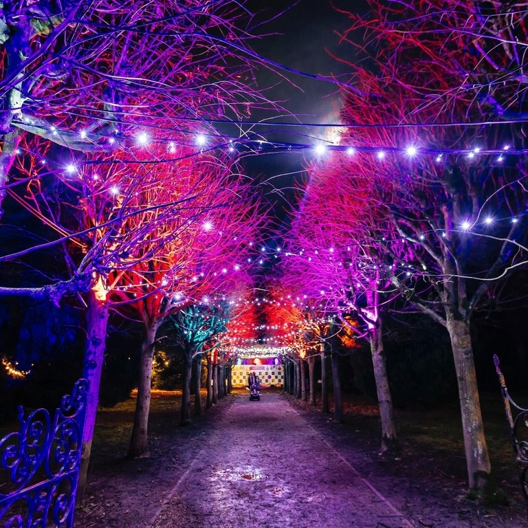 Nighttime view of row of trees lit up by coloured lights