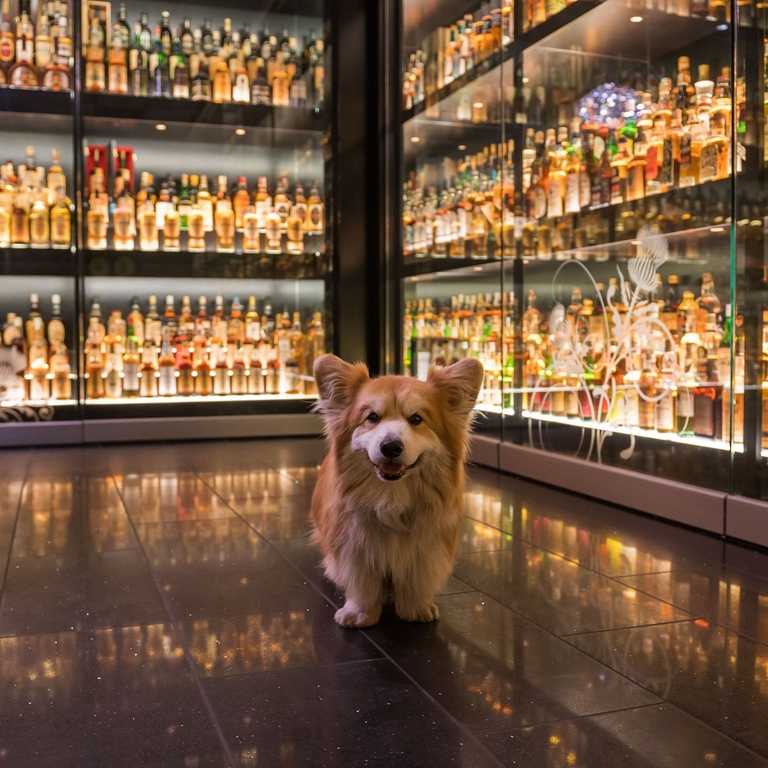 Marcel Le Corgi at Scotch Whisky Experience