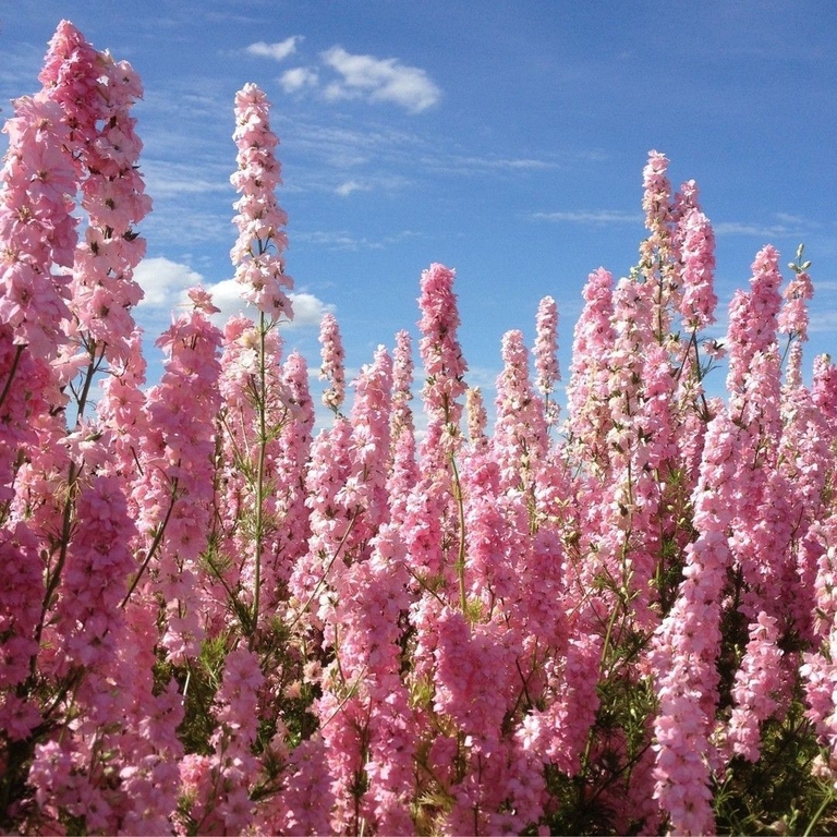 Close up of pink coloured flower blossoms