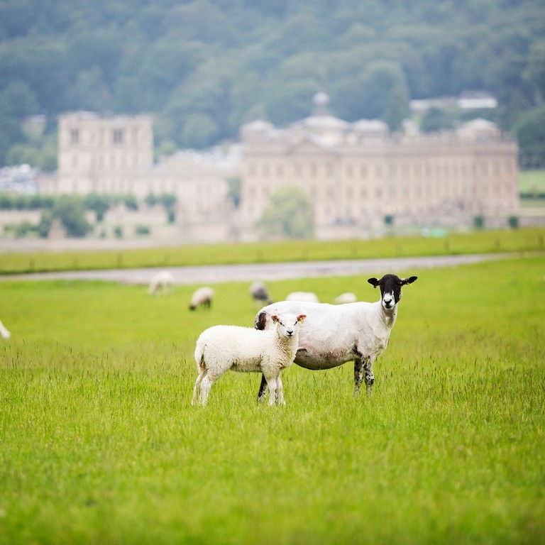 A field of sheep grazing in front of Chatsworth House in the Peak District.