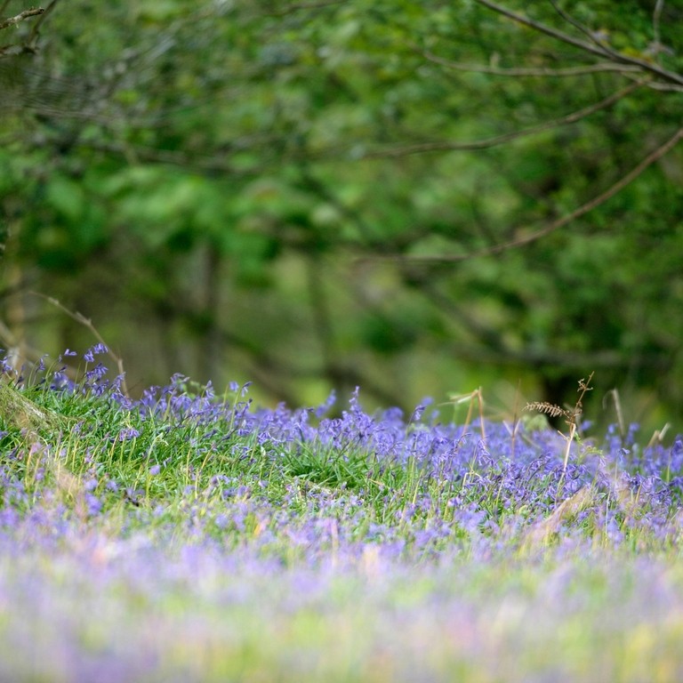 A field of bluebells in the New Forest.