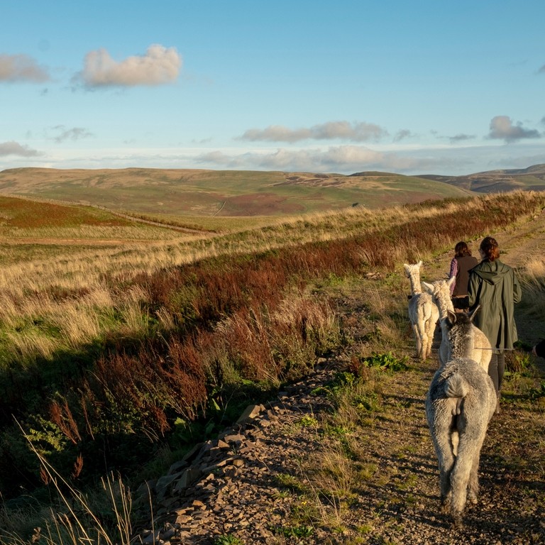 A group of Alpaca trekking in the Cheviot Hills