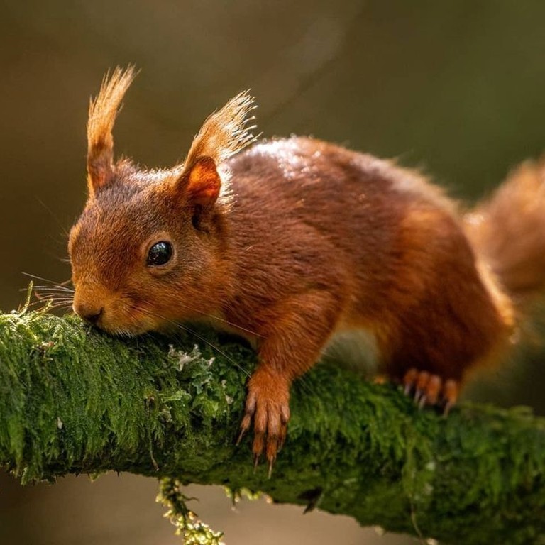 Snaizeholme Red Squirrel Trail