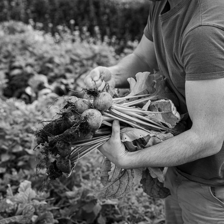 Pig, Hampshire - sustainable food