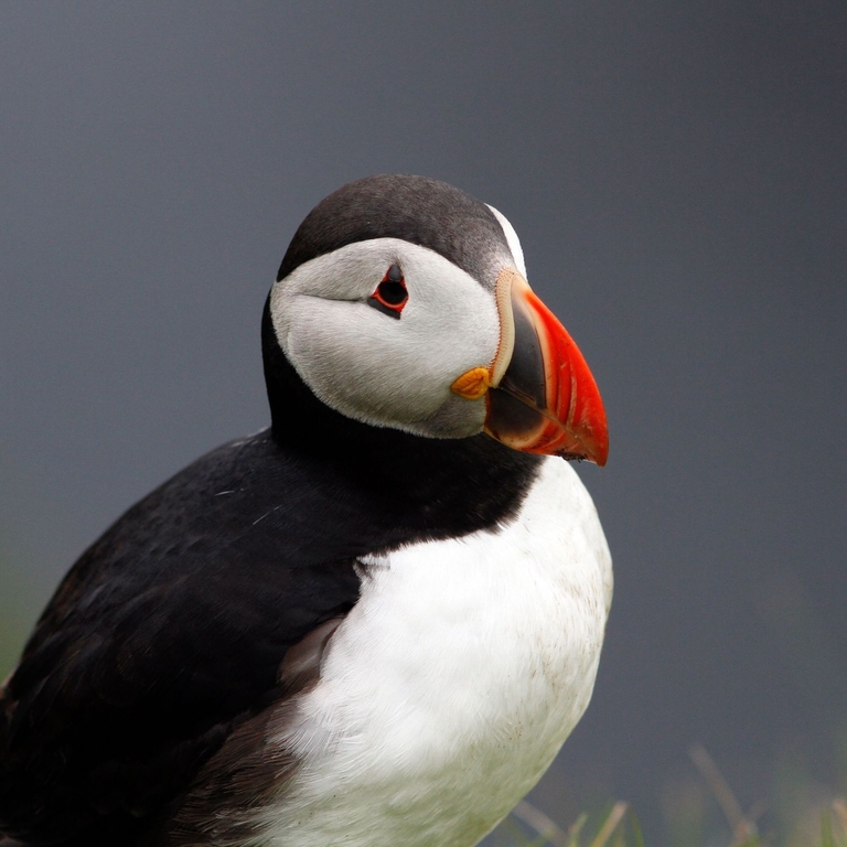 Closeup of a puffin, northern islands of Scotland