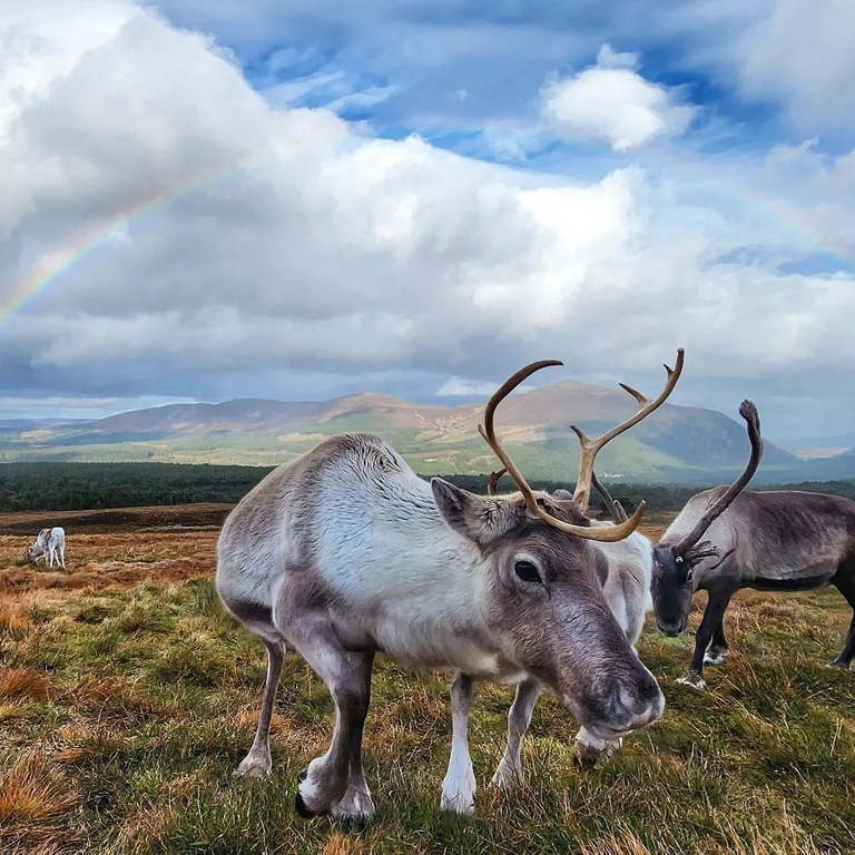 Deer enjoying winter-feed in the snowy Cairngorms