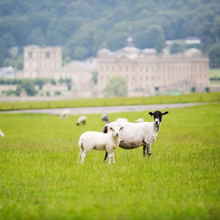 A field of sheep grazing in front of Chatsworth House in the Peak District
