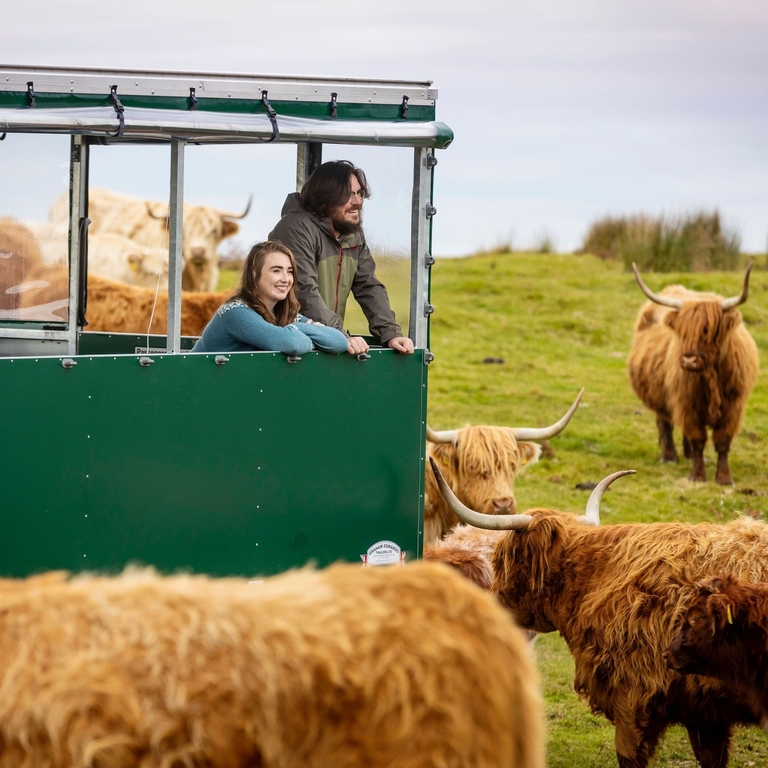 A couple taking a guided farm experience among Highland cattle and sheep from a purpose-built trailer.