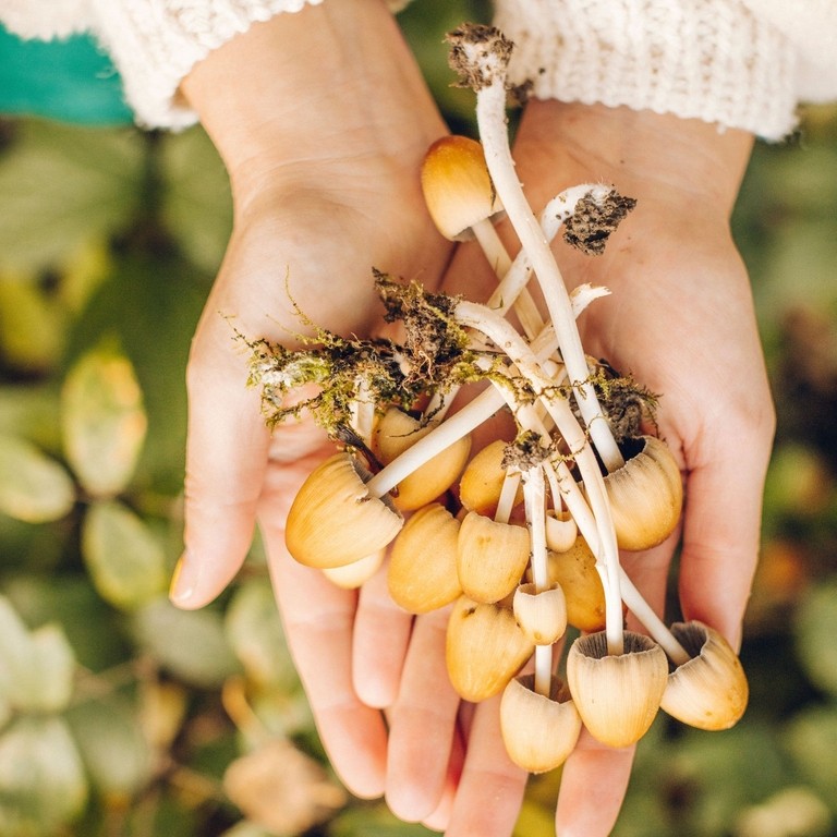 Overhead view of hands holding wild mushrooms foraged