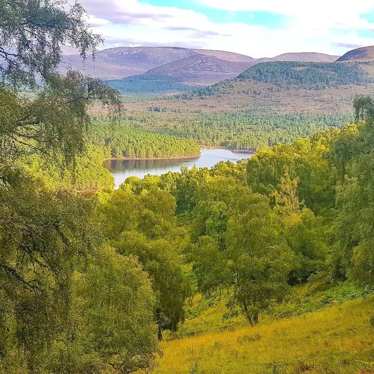 View of Rothiemurchus Forest