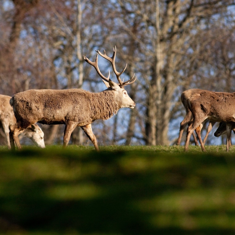 Red deer in Cairngorms National Park