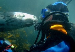 Seal spotting on Lundy Island