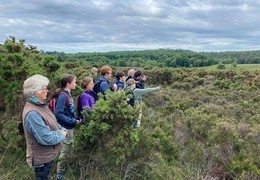 Wild New Forest Tours