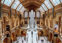 Musée d'Histoire Naturelle