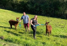 Alpaca Experience at Naze View Farm