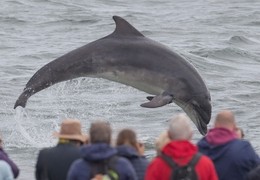 Black Isle Dolphin Spotting