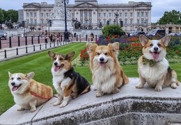 Marcel LeCorgi poses with his Corgi friends in front of Buckingham Palace