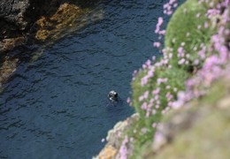 Bardsey Island (Ynys Enlli)