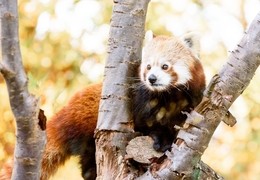 Birmingham Wildlife Conservation Park