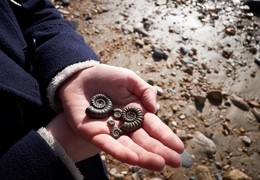 Lyme Regis Fossil Festival