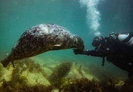 Easy Divers Lundy Dive Trip