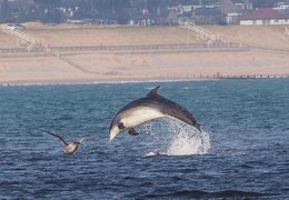 Dolphin watching in Aberdeen