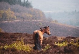 Quantock Hills, Somerset