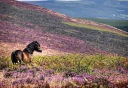 Exmoor Pony Centre