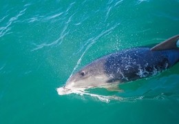 Devon Sea Safari