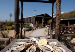 مهرجان وايتستابل للمحار