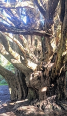 Kingley Vale Nature Reserve