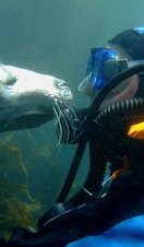 A diver and a seal underwater off the coast of the UK