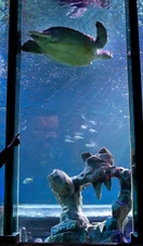 People looking at a sea turtle in an aquarium.