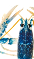 A close up view of a common lobster at the National Lobster Hatchery