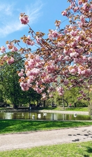 Cherry Blossom in Castle Park, Colchester