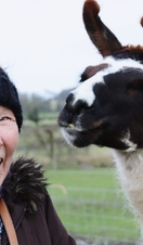 A woman posing with an alpaca at Middle England Farm