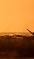 Silhouette man surfing in sea at sunset, Pembrokeshire, Wales