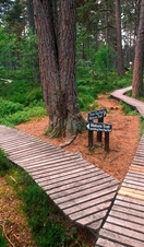 Wooden walkways at Landmark Forest Adventure Park, near Carrbridge