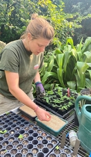 Woman propagating seeds in a green house at the Eden Project
