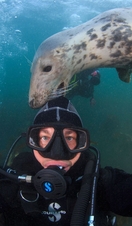 Grey seal nibbling the hood of a scuba diver