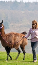 Walking With Llamas

