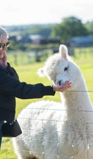Woman feeding an alpaca