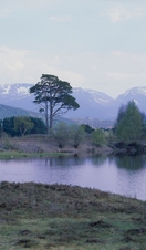 The snow covered Cairngorms