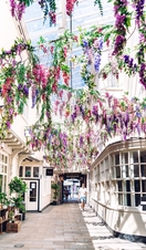 Man walking through arch covered in flowers at Lion Walk, Colchester