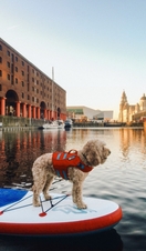 Dog in a life jacket on a stand-up paddle-board