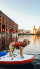 Dog in a life jacket on a stand-up paddle-board