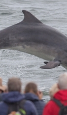 Bottlenose dolphin jumping out of the sea