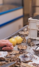 Shucking Oysters