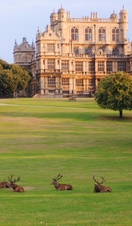 A group of deer lying on the grass in Wollaton Park, a stretch of countryside and gardens surrounding Wollaton Hall