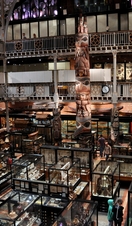 An overhead view of the exhibits and displays at the Pitt Rivers Museum in Oxford